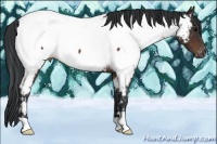 Horse Color:Brown Near Fewspot Rabicano