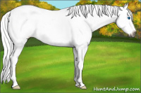 Horse Color:Gray Buckskin Roan Dun Splash Frame Appaloosa Rabicano 