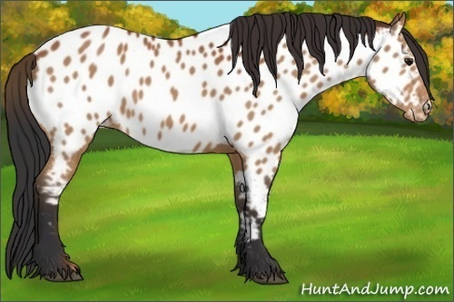 Horse Color:Bay Appaloosa 