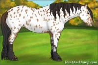 Horse Color:Bay Near Leopard