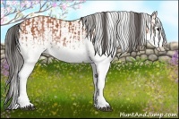 Horse Color:White Spotted Bay Splash and White Spotted Buckskin Splash
