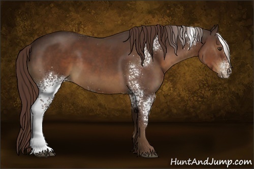 Horse Color:White Spotted Liver Chestnut 