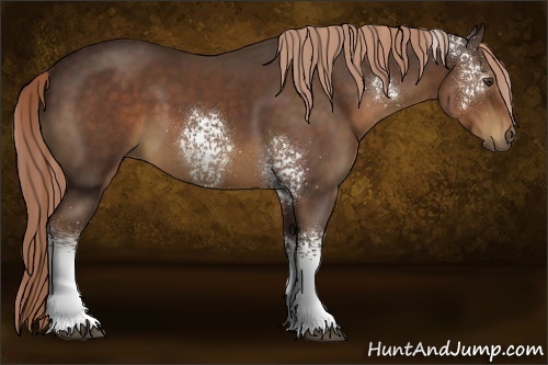 Horse Color:White Spotted Liver Chestnut