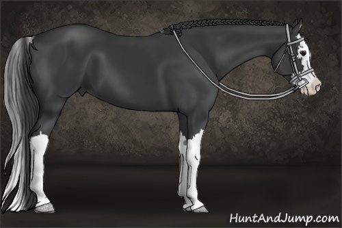 Horse Color:Black Splash