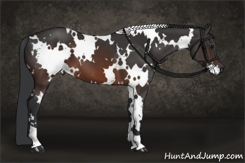 Horse Color:White Spotted Brown 