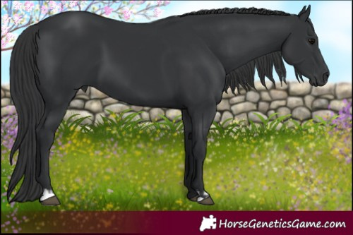 Horse Color:Black and Black