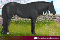 Horse Color:Black and Black