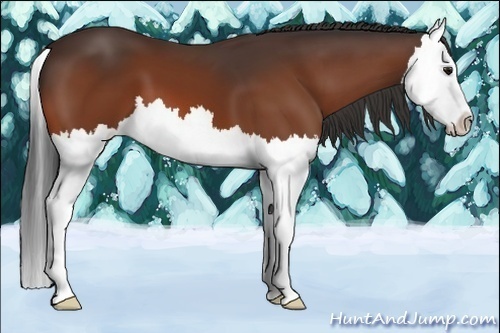 Horse Color:Bay Splash 