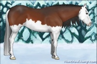 Horse Color:Bay Splash 