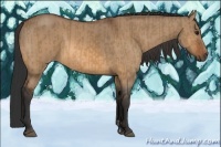 Horse Color:Bay Dun  and Bay Dun 