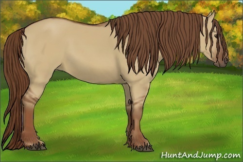 Horse Color:Red Dun
