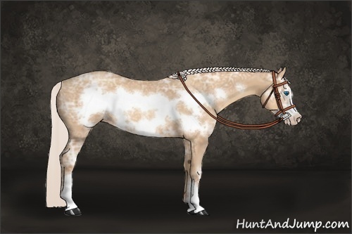 Horse Color:Silver Amber Champagne Ice Frame