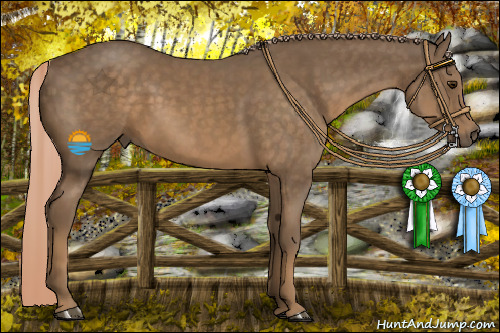 Horse Color:Chocolate Palomino 