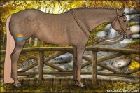 Horse Color:Chocolate Palomino 