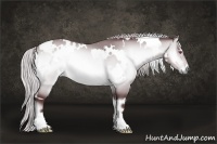 Horse Color:White Spotted Chocolate Silver Brown Chinchilla Onyx