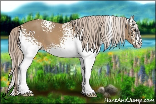 Horse Color:White Spotted Palomino 