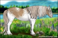 Horse Color:White Spotted Palomino 