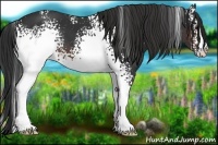 Horse Color:White Spotted Brown 