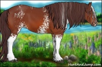 Horse Color:White Spotted Chocolate Bay