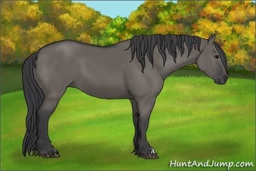 Horse Color:Grullo