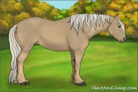 Horse Color:Palomino 