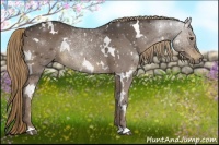 Horse Color:White Spotted Liver Chestnut Rabicano 