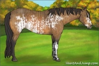 Horse Color:Buckskin  and Buckskin Frame 