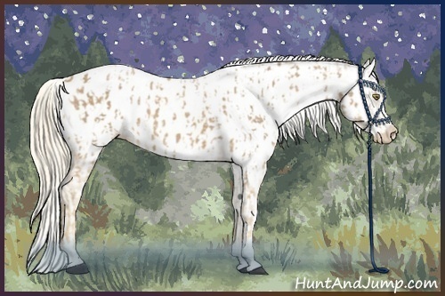 Horse Color:Palomino Appaloosa  and Palomino Appaloosa 