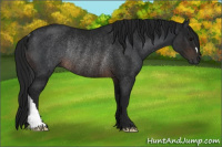 Horse Color:Brown Rabicano  and Gray Brown Rabicano 