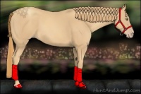 Horse Color:Gold Champagne 