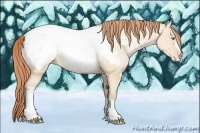 Horse Color:Buckskin Pearl Dun Appaloosa Rabicano 