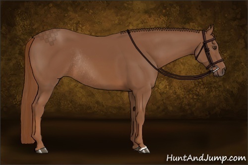 Horse Color:Chestnut Rabicano 