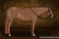 Horse Color:Chestnut Rabicano 