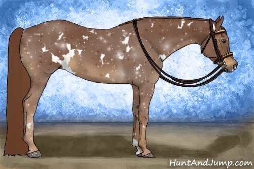 Horse Color:White Spotted Chestnut 