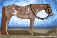 Horse Color:White Spotted Chestnut 