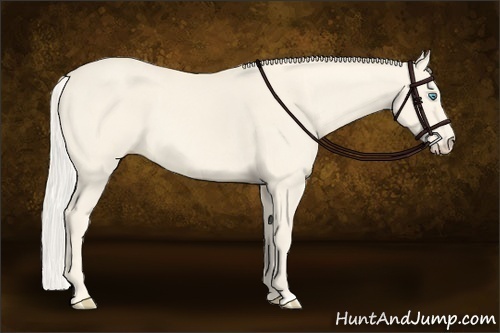 Horse Color:Cremello