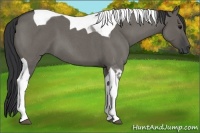 Horse Color:Grullo Roan Tobiano