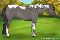 Horse Color:Grullo Roan Tobiano
