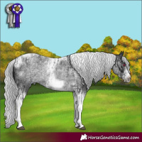 Horse Color:Silver Blue Chinchilla Ice Roan Tobiano Frame Rabicano and Silver Blue Chinchilla Ice Roan Tobiano Frame Rabicano