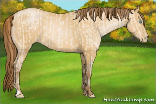 Horse Color:Buckskin Roan Pearl  and Gray Buckskin Roan Pearl 