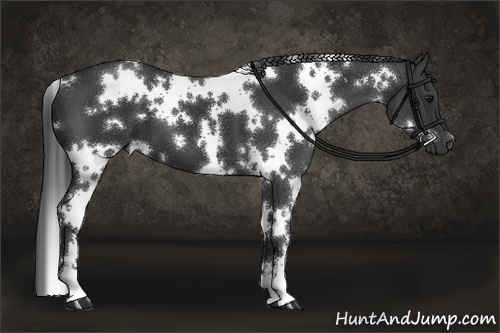 Horse Color:White Spotted Black 