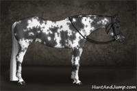 Horse Color:White Spotted Black 