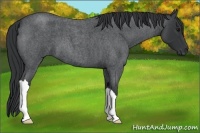 Horse Color:Blue Roan 