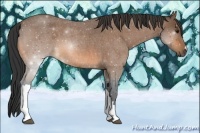 Horse Color:Buckskin Roan 