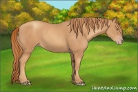 Horse Color:Gold Champagne 