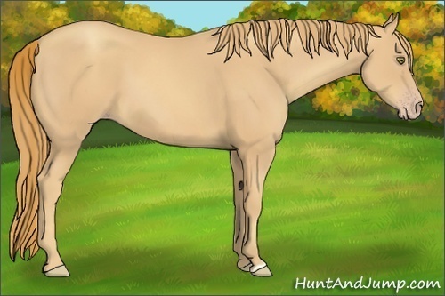 Horse Color:Gold Champagne