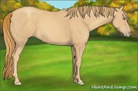 Horse Color:Gold Champagne 