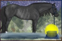 Horse Color:Black  and Black Rabicano 