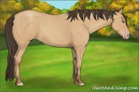 Horse Color:Amber Champagne 