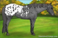 Horse Color:Black Appaloosa 